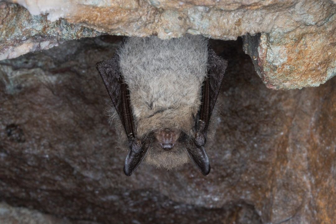 Bartfledermaus