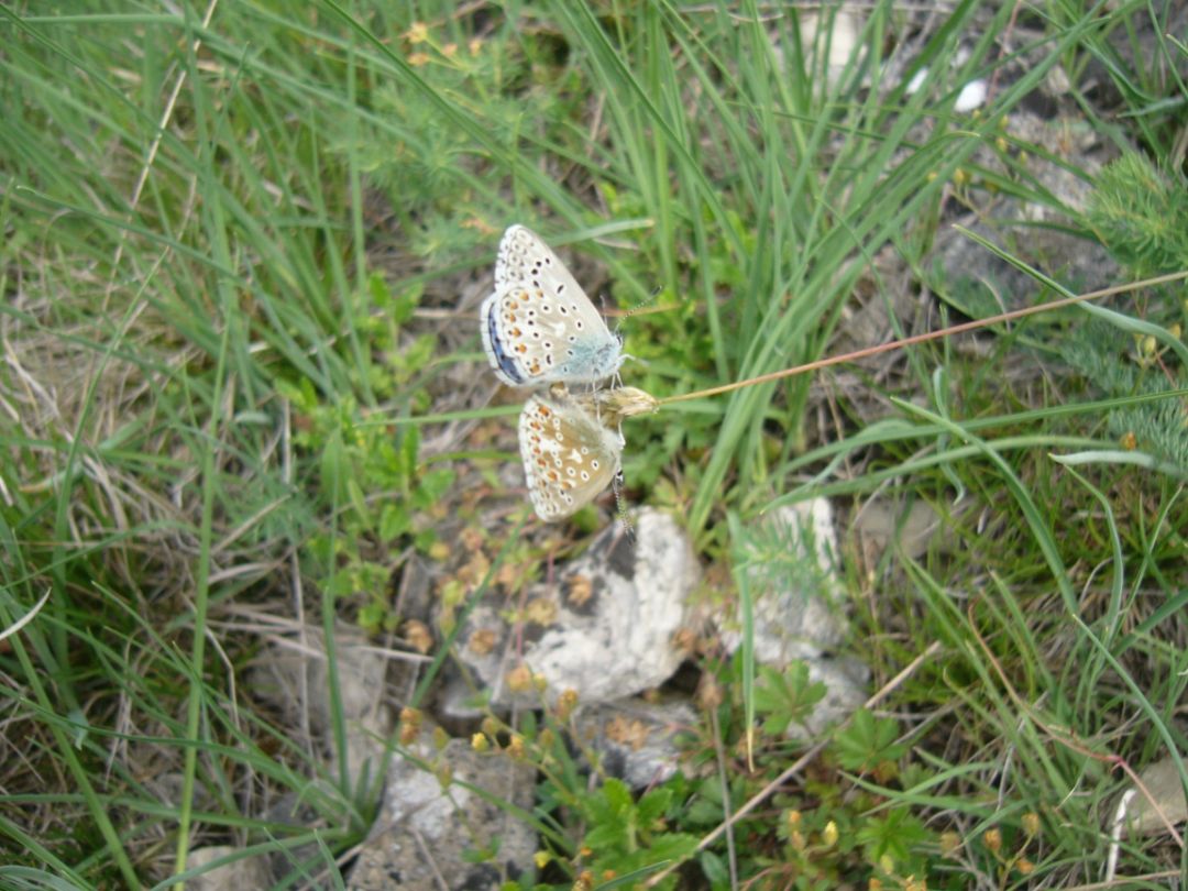 Hauhechel-Bl&auml;uling
